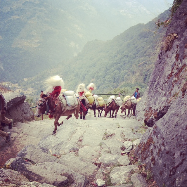 It's a mule's world in Ghandruk